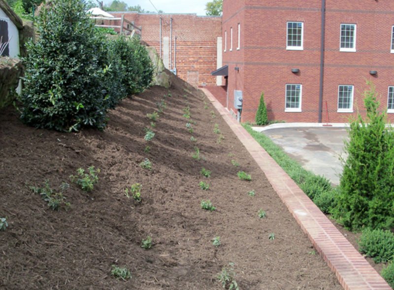 native plants