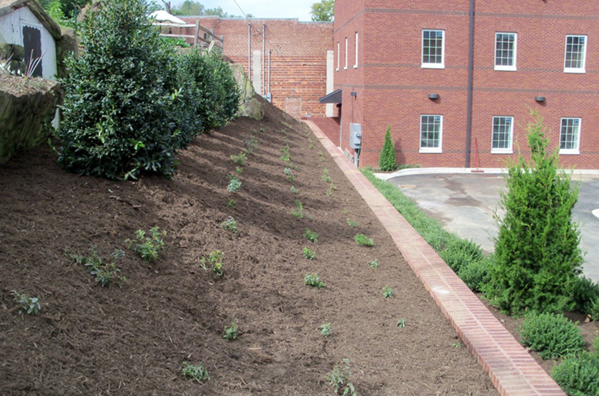 native plants